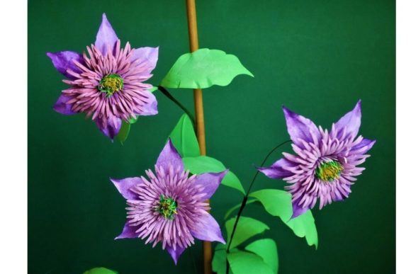 Clematis Crystal Fountain: A Designer's Review