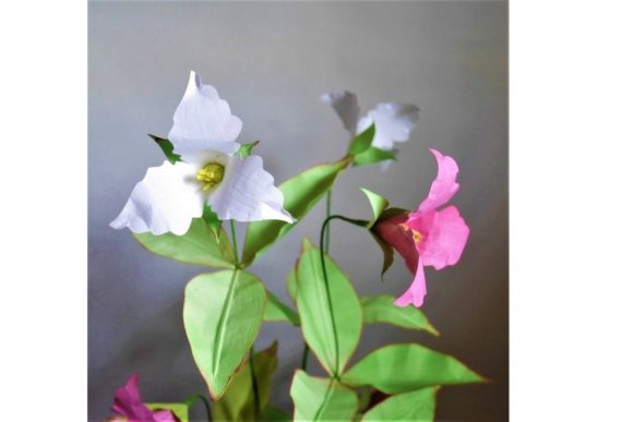 Trillium Grandiflorum 3D SVG Paper Flowers Review