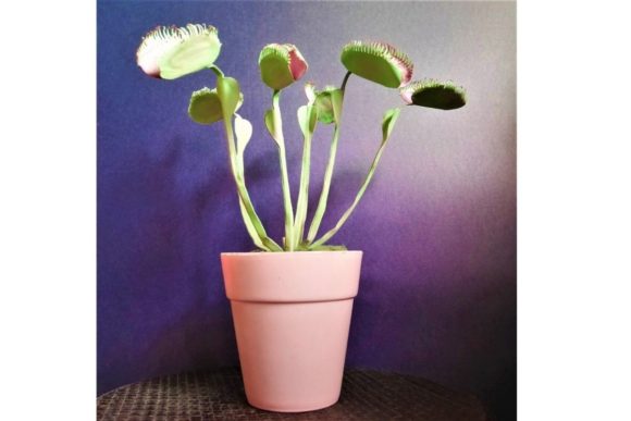 Venus Flytrap 3D SVG: Bold Floral Compositions